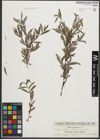 Foto von Salix purpurea L.